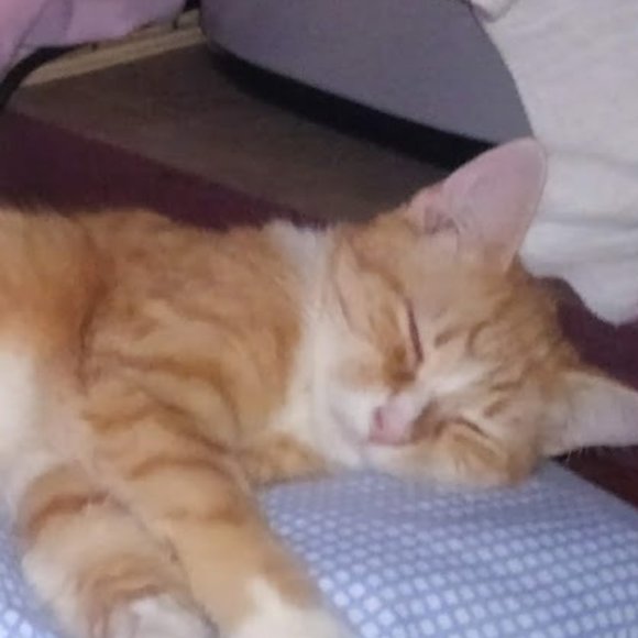 🙀CHEROKEE'S FERAL HAVEN🐕 - Picture 9 of 11